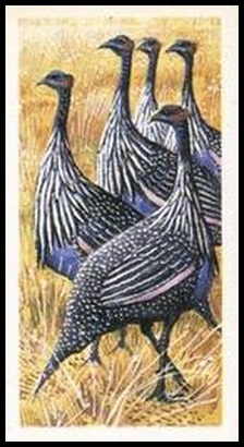 15 Vulturine Guinea Fowl